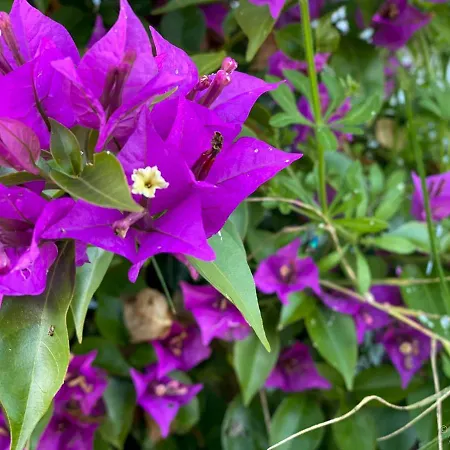 Frühstückspension Casa Pedra Nobre Nadadouro