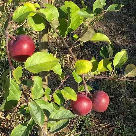 Casa Pedra Nobre Frühstückspension Nadadouro