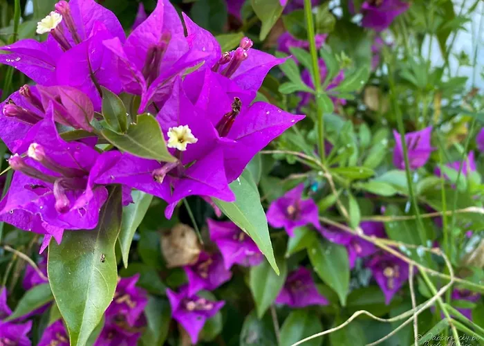 فندق مبيت وإفطار Casa Pedra Nobre Nadadouro